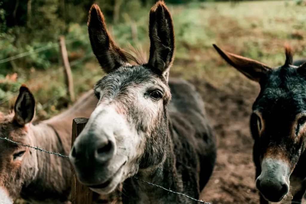 Donkeys- Man’s True Companion- Insights from Dr. Kemas Lift