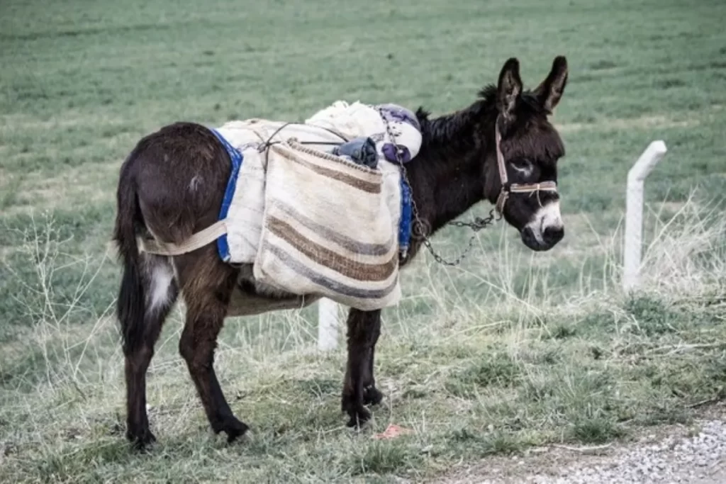 Why Jesus Was the Ideal Donkey Rider