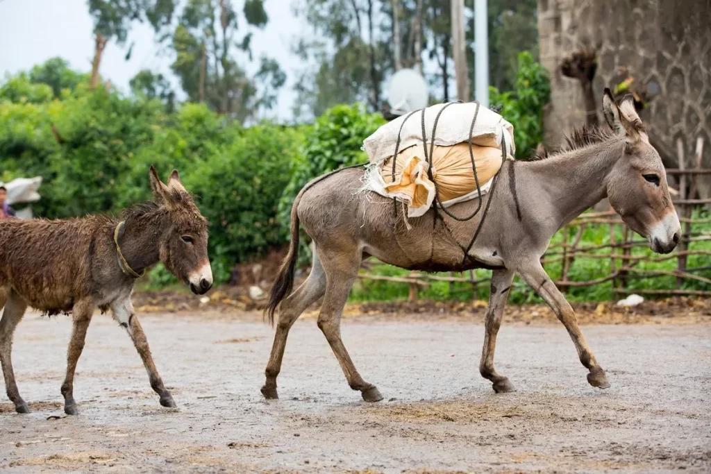 What donkey may mean to you